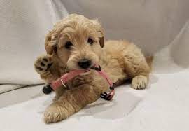 The mini goldendoodle can be quite smaller than a standard goldendoodle. Mini Goldendoodles
