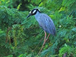 Birds That Start With Letter I 10 Fascinating Birds That Start With The Letter Y