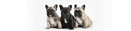 Since then, we've been through. The Many Colors Of The French Bulldog Petshotspot Com
