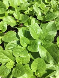 Image result for Basella alba