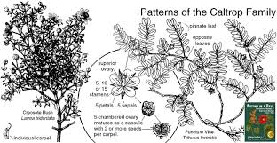 Image result for Zygophyllaceae