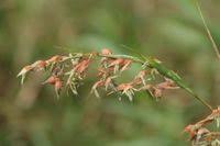 Image result for Hyparrhenia cymbaria