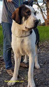 Alabay), is a livestock guardian dog breed.traditionally, the breed was used for guarding sheep and goat herds, as well as to protect and for guard duty. Alabai Australia Contents Tagged With Sredneaziat Zhan Tags