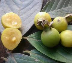 Image result for Dialium guineense