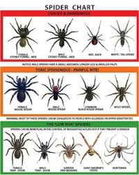 20 Best Spider Chart Images Spider Spider Identification