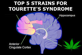 Top 5 Cannabis Strains For Tourette S Syndrome