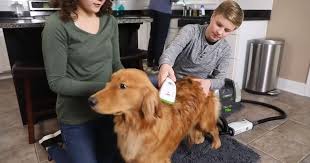 Bissell Lift Off Deep Cleaner Pet Parts Finally You Can Vacuum Clean Your Dog Dogs Your Dog Bissell Pet