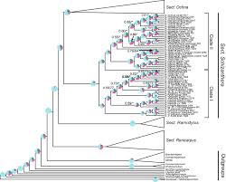 Image result for Ochna richardsiae