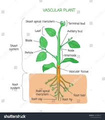Vascular Plant Biological Structure Diagram With Labels Vector Illustration Drawing Poster Educational Scheme With Shoot Vascular Plant Plants Biology Plants
