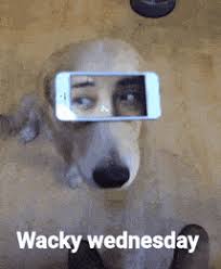 If you ask any working person or student what their favorite day of the week is, i'd venture to say that. Top 30 Wacky Wednesday Gifs Find The Best Gif On Gfycat
