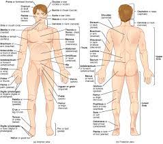She has a pain in her chest. List Of Human Anatomical Regions Wikipedia