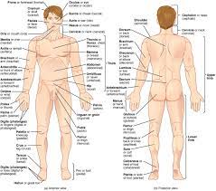 Lower leg anatomy the lower leg extends from the knee to the ankle. List Of Human Anatomical Regions Wikipedia