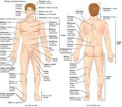 Show in a diagram the effect on the demand curve, the supply curve, the equilibrium draw a diagram using supply and demand curves to support your argument. Anatomical Terminology Anatomy And Physiology I