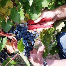 Epingle Par Gwendoline Sur Idees Cadeaux En Tout Genre Pied De Vigne Vigne Vigneron