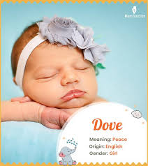 Dove Name Meaning, Origin, History, And Popularity