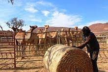 Though not as badly hit as neighboring new south wales, the state has there are believed to be more than 1 million camels in australia and the country's camel population is growing rapidly. Australian Feral Camel Wikipedia
