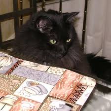 What S For Dinner My Cat Sammy Thinks We Set The Table For Him Zazzle Made Cats Cute Cats Black Cats Cats Black Cat Cute Animals