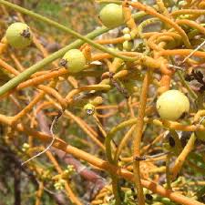 Image result for Cassytha filiformis