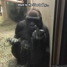 Check spelling or type a new query. Funny Gorilla Middle Finger Imgur