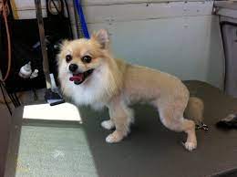 Long Hair Chihuahua Lion Clip Google Search Long Haired Chihuahua Chihuahua Long Hair Styles