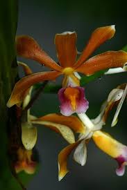 Image result for Phaius occidentalis