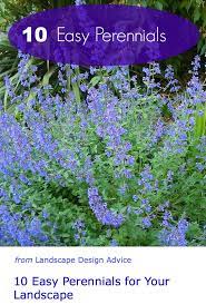 Check spelling or type a new query. Easy To Grow Flowers Low Maintenance Perennials Easy To Grow Flowers Plants Easy Perennials