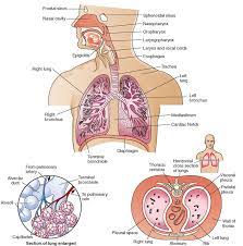 The Respiratory System Structure And Function Nursing Part 1 Respiratory System Anatomy Respiratory System Human Respiratory System