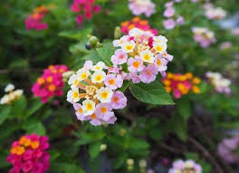 An artificial flower hanging basket ranges from 20 centimetres in diameter and larger by 40 centimetres. 18 Best Hanging Plants For Indoors And Out Bob Vila Bob Vila