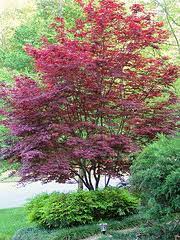 Japanese maples often are multi trunked. Midwest Gardening Trees Index
