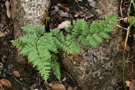 Image result for Cheilanthes botswanae