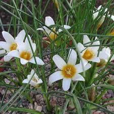 Image result for Romulea camerooniana