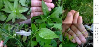 Image result for Leucas deflexa