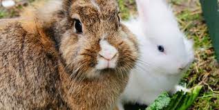 Feed to baby rabbits until about 12 weeks of age. Bunnies For Sale Rabbit Facts Why They Re Not Pets Peta