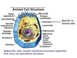P53's role in the cell: Part Ii And Chapter 5 Biology Sixth Edition Raven Johnson C The Mcgraw Hill Companies Inc Ppt Download