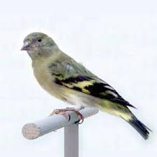 Resultado de imagen para Carduelis Magellanica Paula