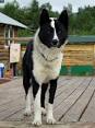 Karelian Bear Dogs - Bearunoff Kennels