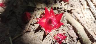 Image result for Thonningia