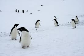 Adélie penguins are one of two true antarctic penguins, and they are threatened by a changing published wednesday in scientific reports, the study, led by oceanographer megan cimino, found many antarctic researchers believe that climate change will affect penguins through two primary. Penguin Populations Are Changing Dramatically Scientific American