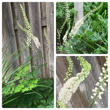 Image result for Ceropegia racemosa