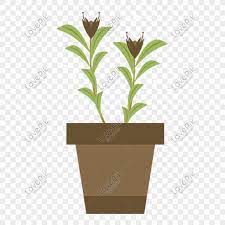 Bitki elyaf, metal ve fiberglas gibi size yönelik çok çeşitli pasu bunga seçenekleri bulunmaktadır. Hand Drawn Green Potted Cartoon Plant Flower Png Image Psd File Free Download Lovepik 611505376