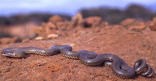 Maybe you would like to learn more about one of these? Western Ringneck Snake Diadophis Punctatus Reptile