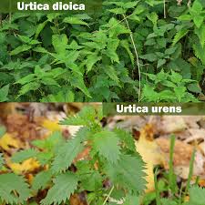 Image result for Urtica urens