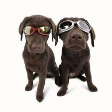 Dog Goggles By Doggles K9 Eye Protection Size Choice Choice Flexible Frames Ebay