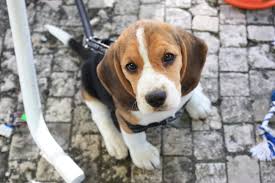 Image result for bígl