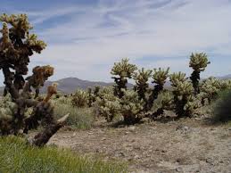 The joshua tree provides a good indicator that you are in the mojave desert, but you may also find it growing next to a saguaro cactus in the. Holiday Hiker S Guide To Cholla