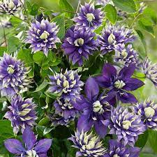 Check spelling or type a new query. Clematis Taiga Yougarden