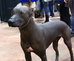 Check spelling or type a new query. X Is For Xoloitzcuintli Mexican Hairless Dog A Z Collection