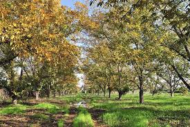 The world's largest pecan was constructed in 1982 (or possibly earlier) by george and elizabeth james on the james pecan farm. How To Grow And Care For Pecan Trees Gardener S Path