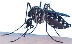 Are mosquitoes preventing you from enjoying your outdoor spaces? Zika Updates Zika News Source