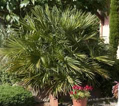 Donnez de la chaleur à votre intérieur et développer une ambiance tropicale avec ce joli palmier artificiel conçu par homescapes. Chamaerops Humilis Plantation Arrosage Et Entretien